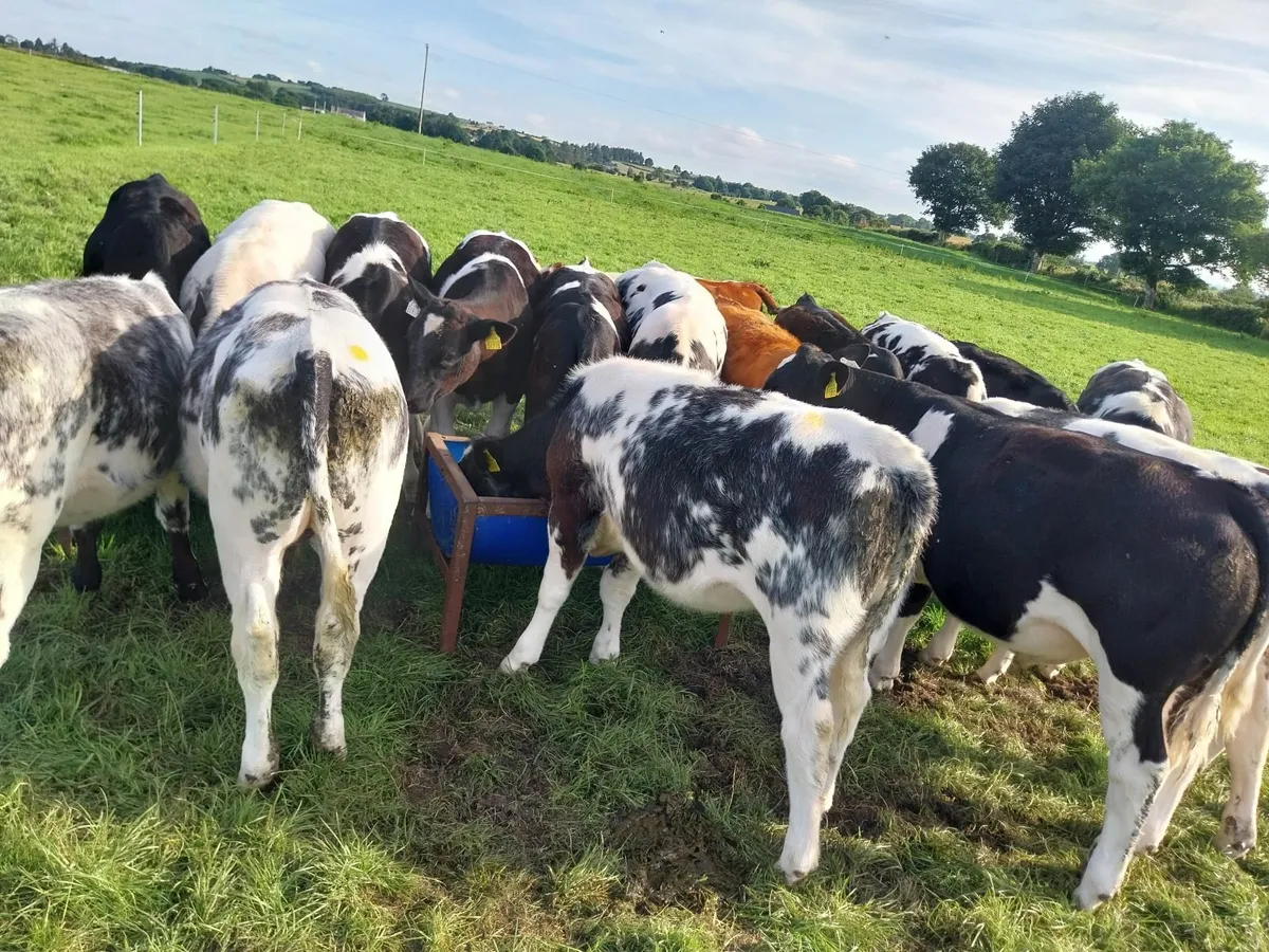 Reared Calfs - Image 2