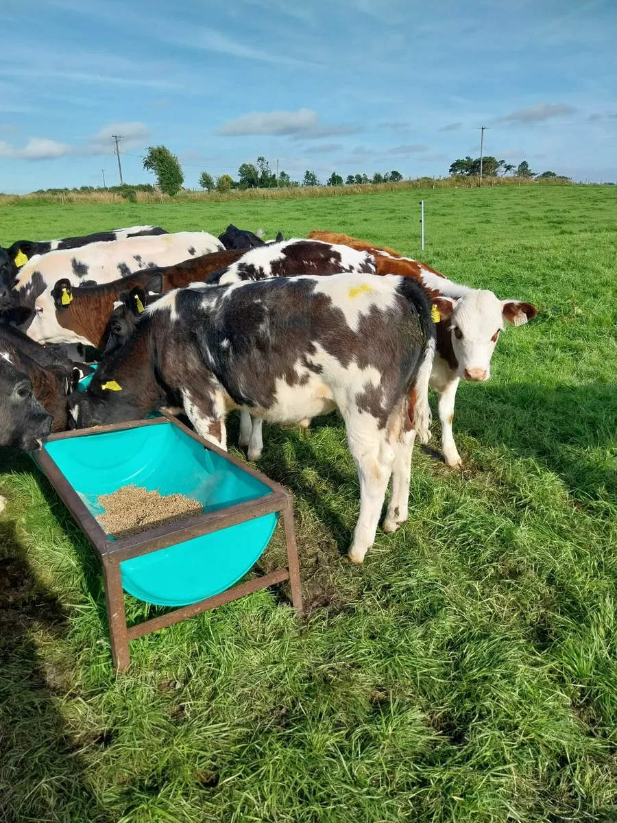Reared Calfs - Image 3