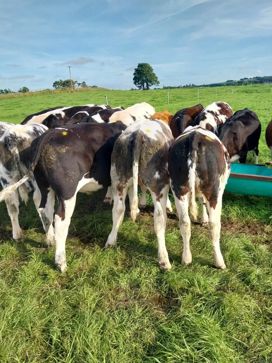 Reared Calfs - Image 4