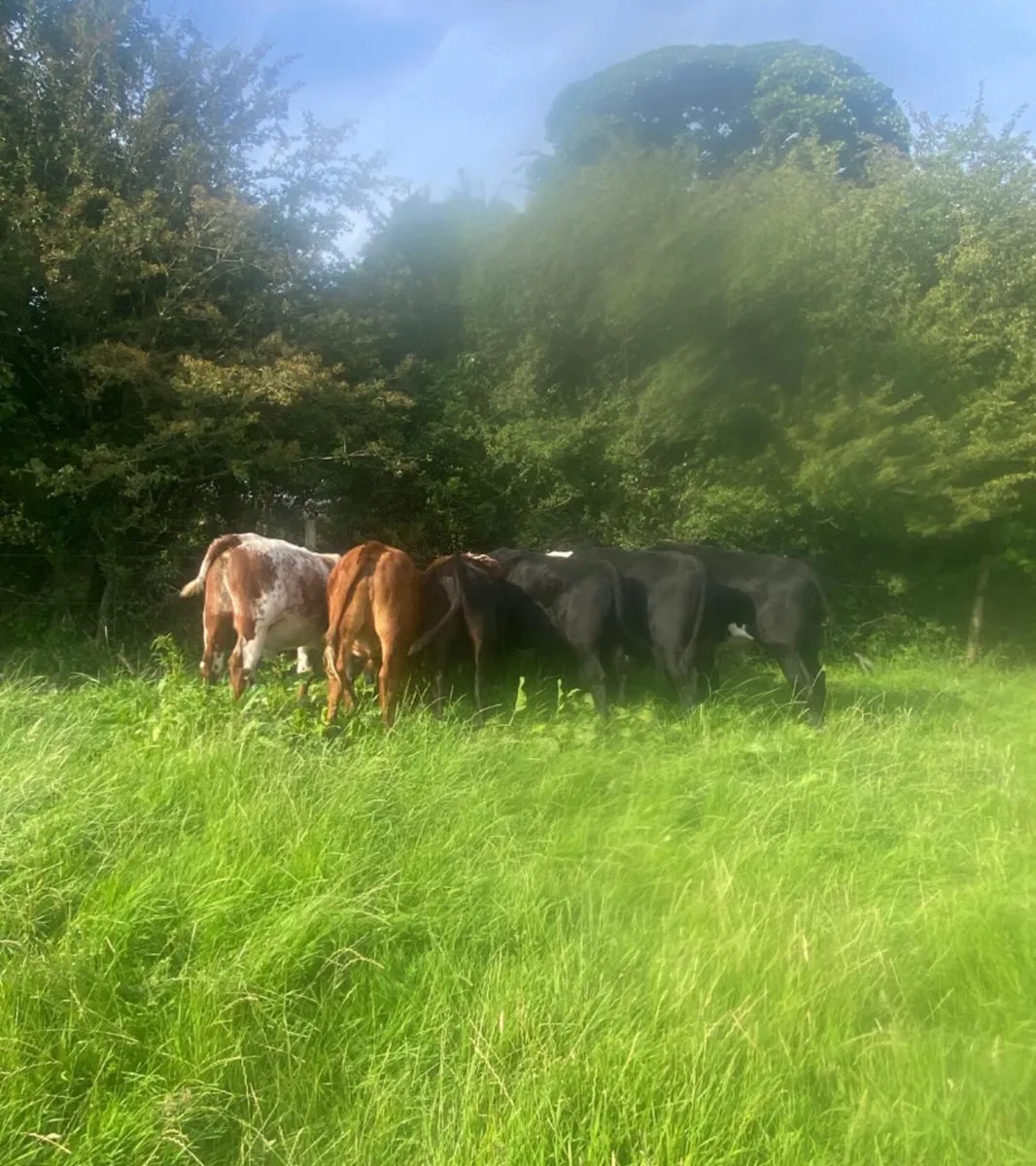 11 store bullocks - Image 1