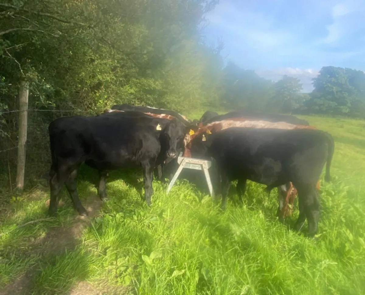 11 store bullocks - Image 2