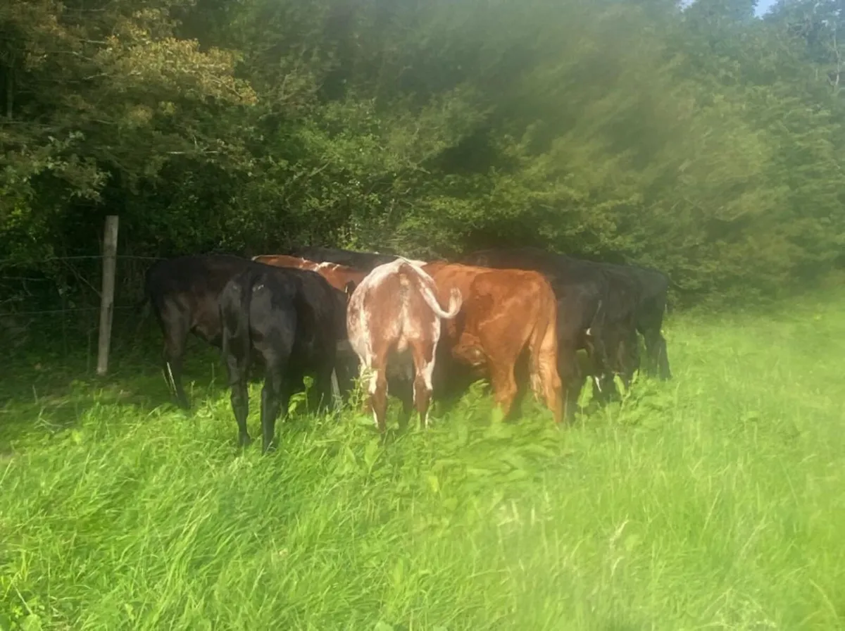 11 store bullocks - Image 3