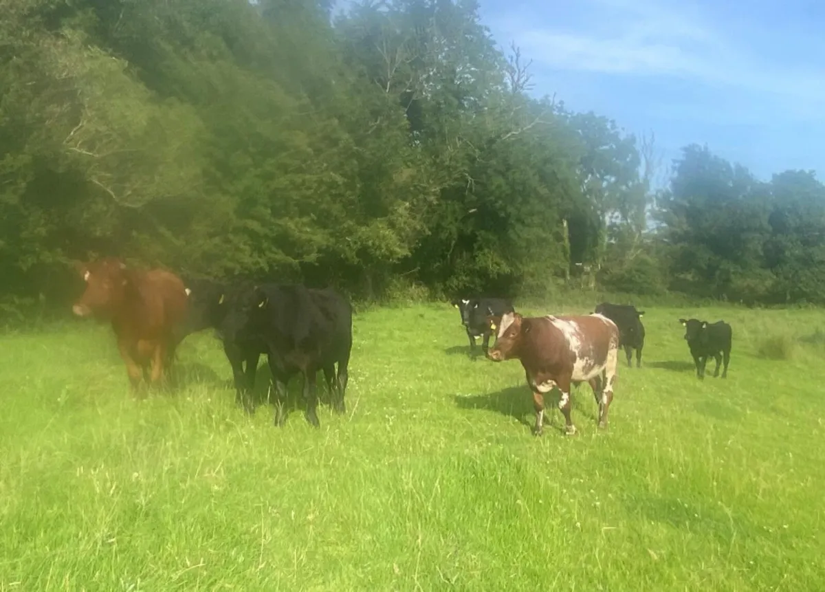 11 store bullocks - Image 4