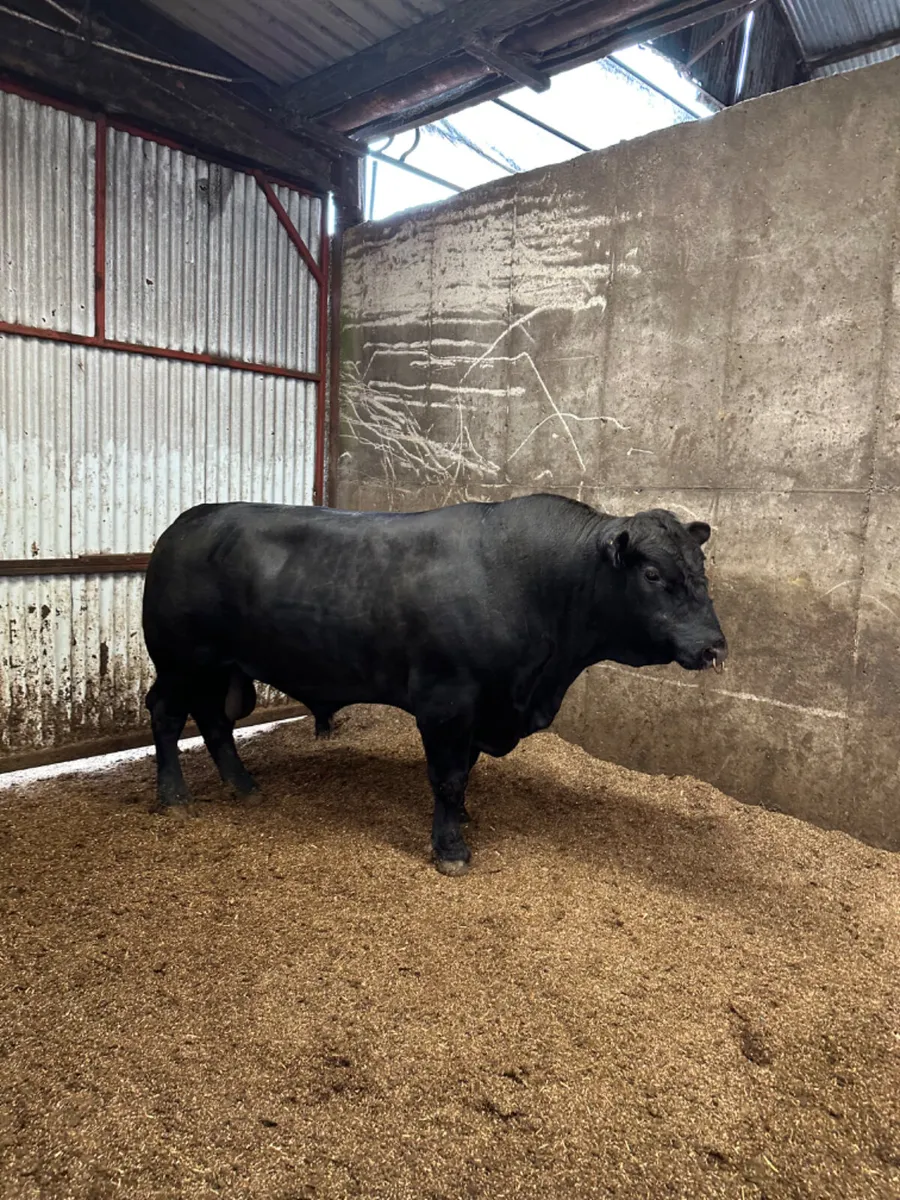 Pedigree Angus bull - Image 3