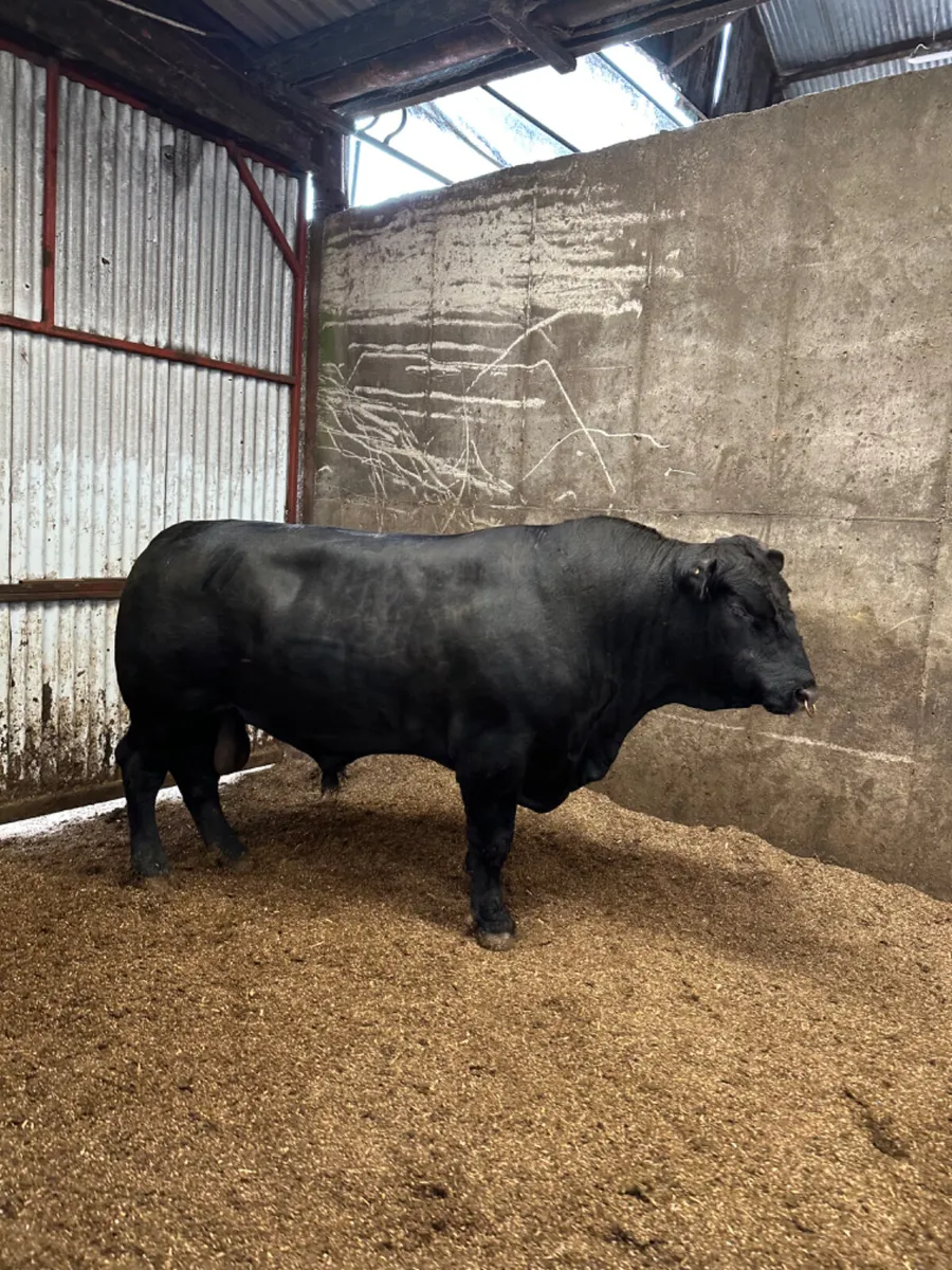Pedigree Angus bull - Image 2