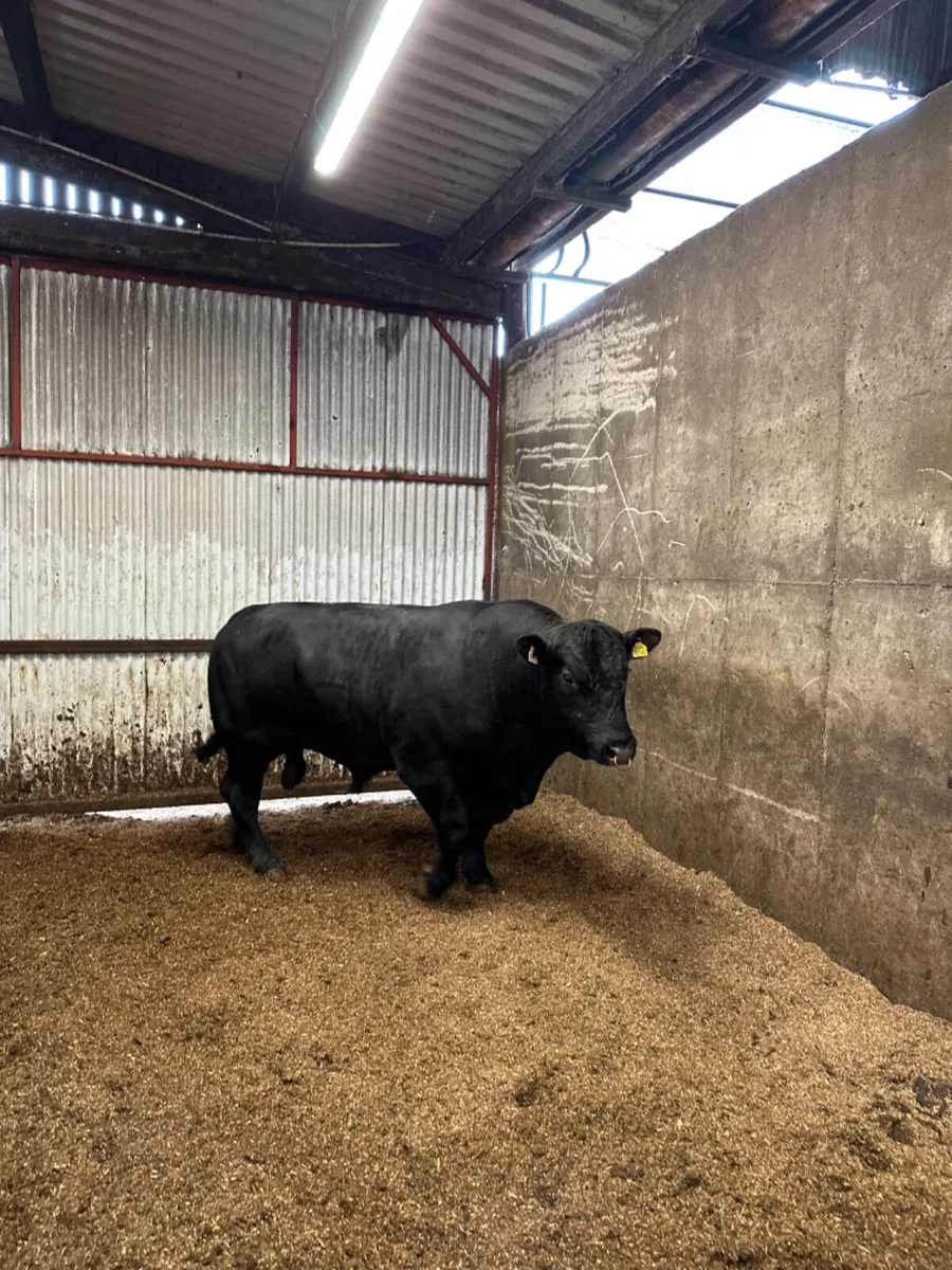 Pedigree Angus bull - Image 1