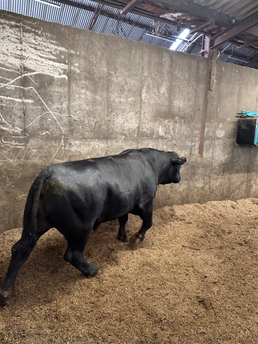 Pedigree Angus bull - Image 4