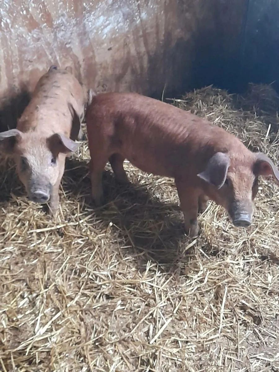 2 good pigs 11 weeks old