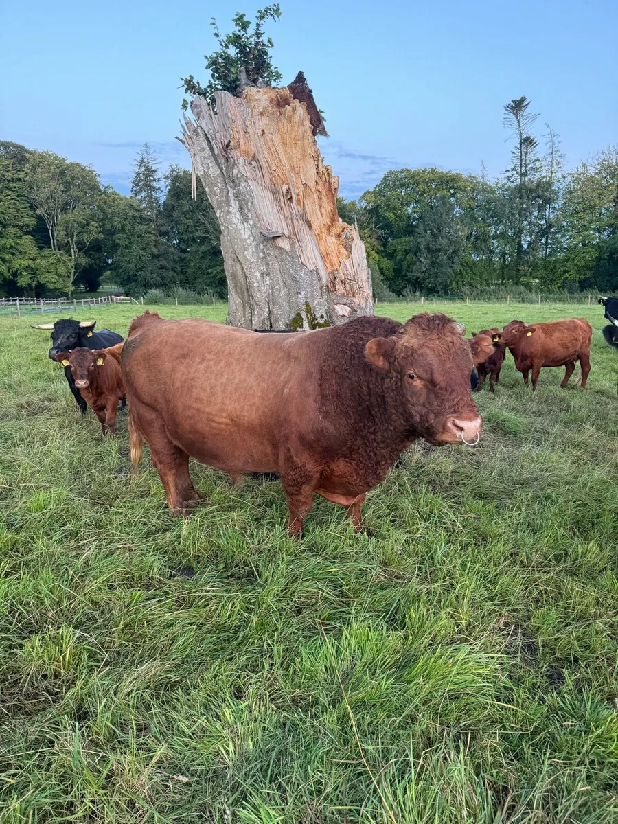 Dexter bull - Image 1