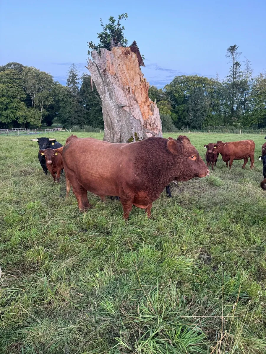 Dexter bull - Image 2