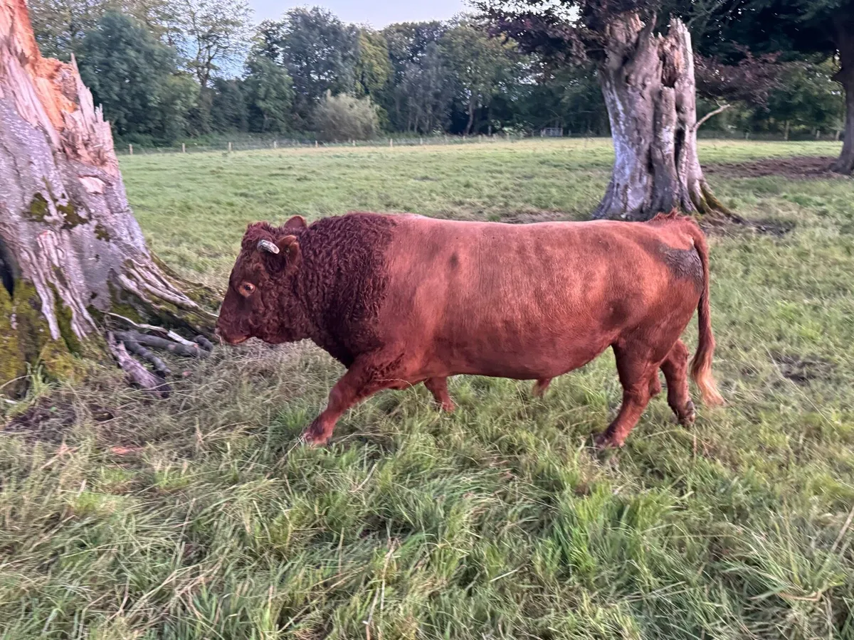 Dexter bull - Image 3