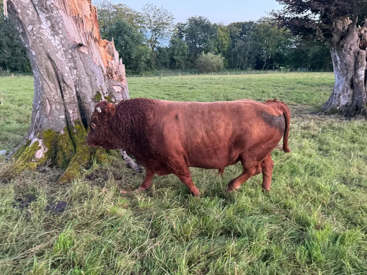 Dexter bull - Image 4