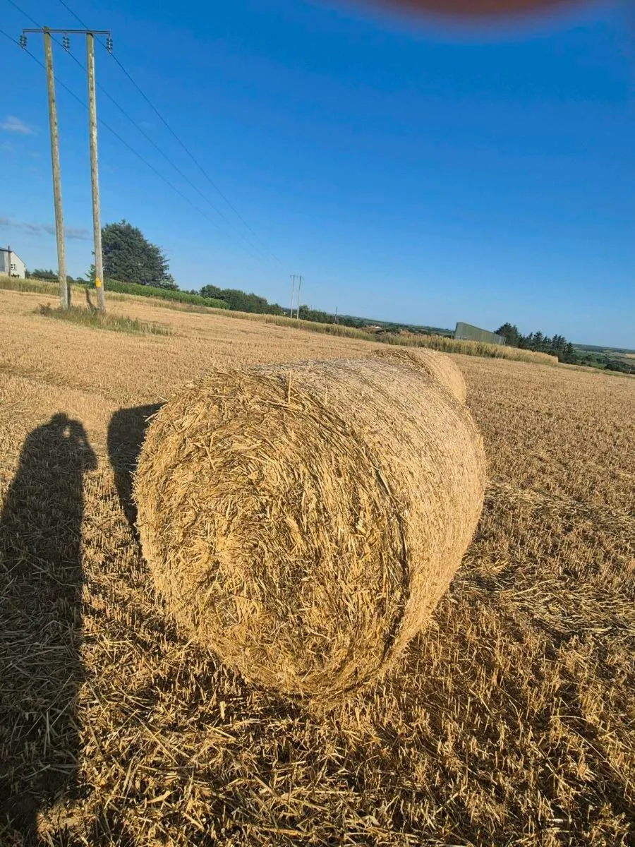 Barley straw - Image 1