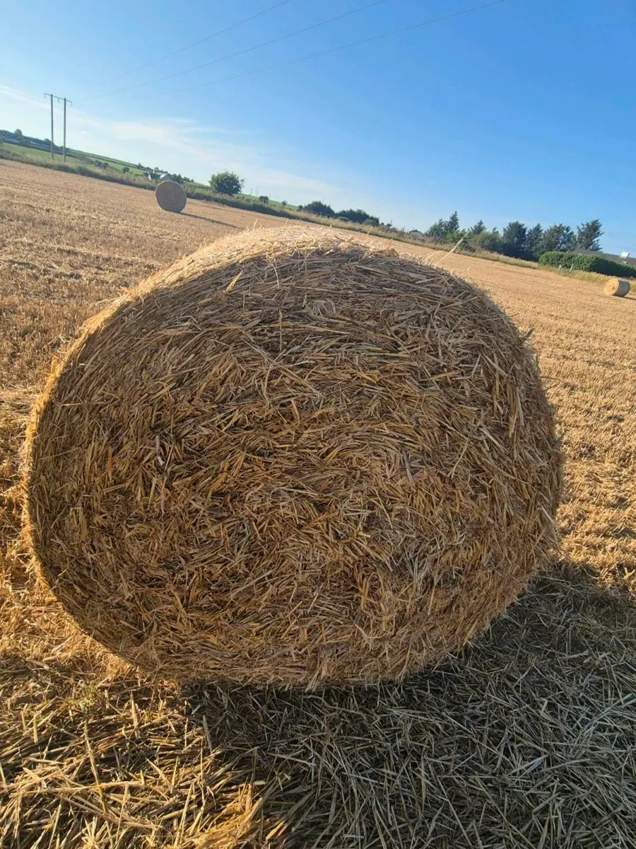 Barley straw - Image 2