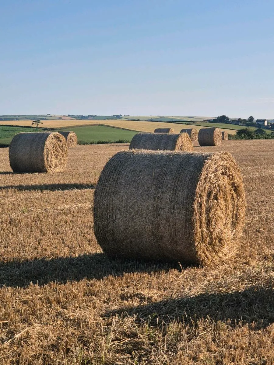Barley straw - Image 3