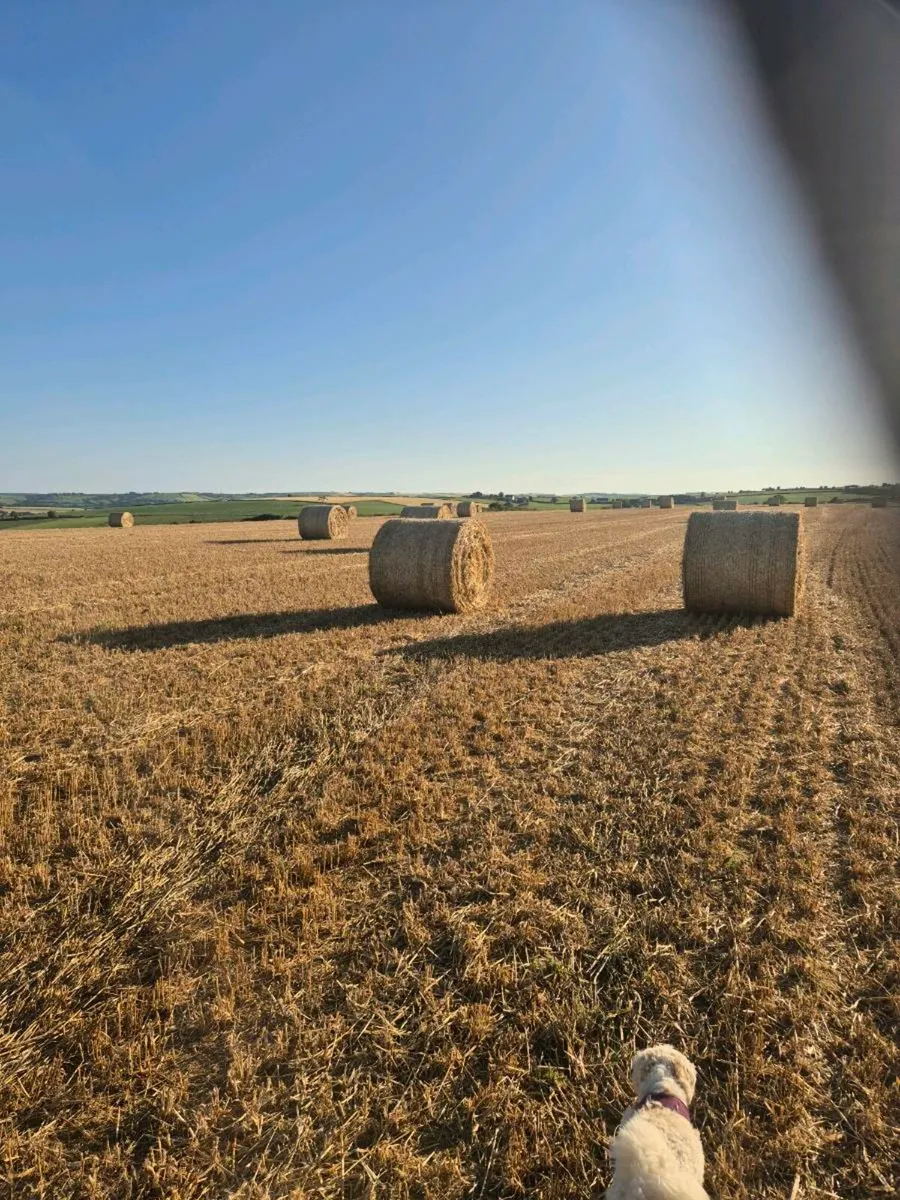 Barley straw - Image 4