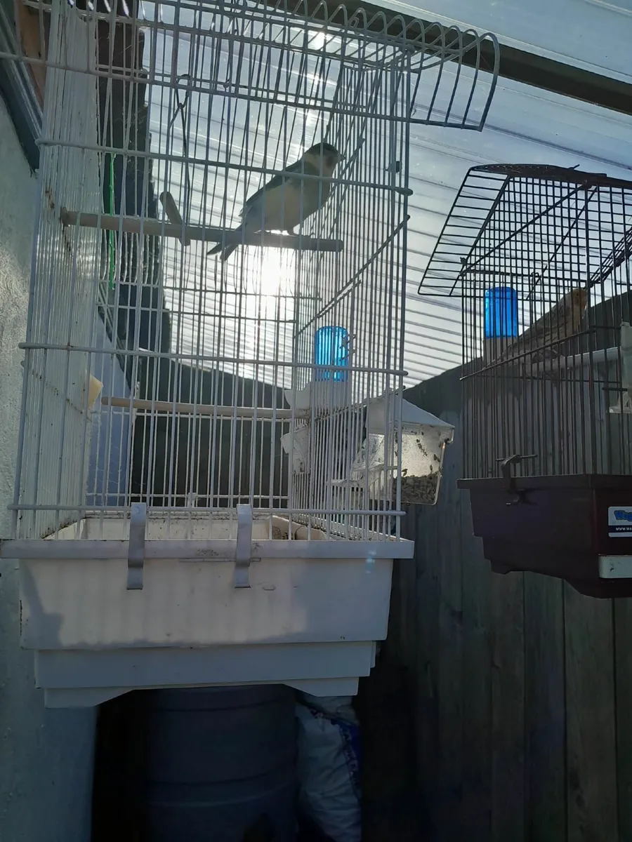 Canaries - Image 2