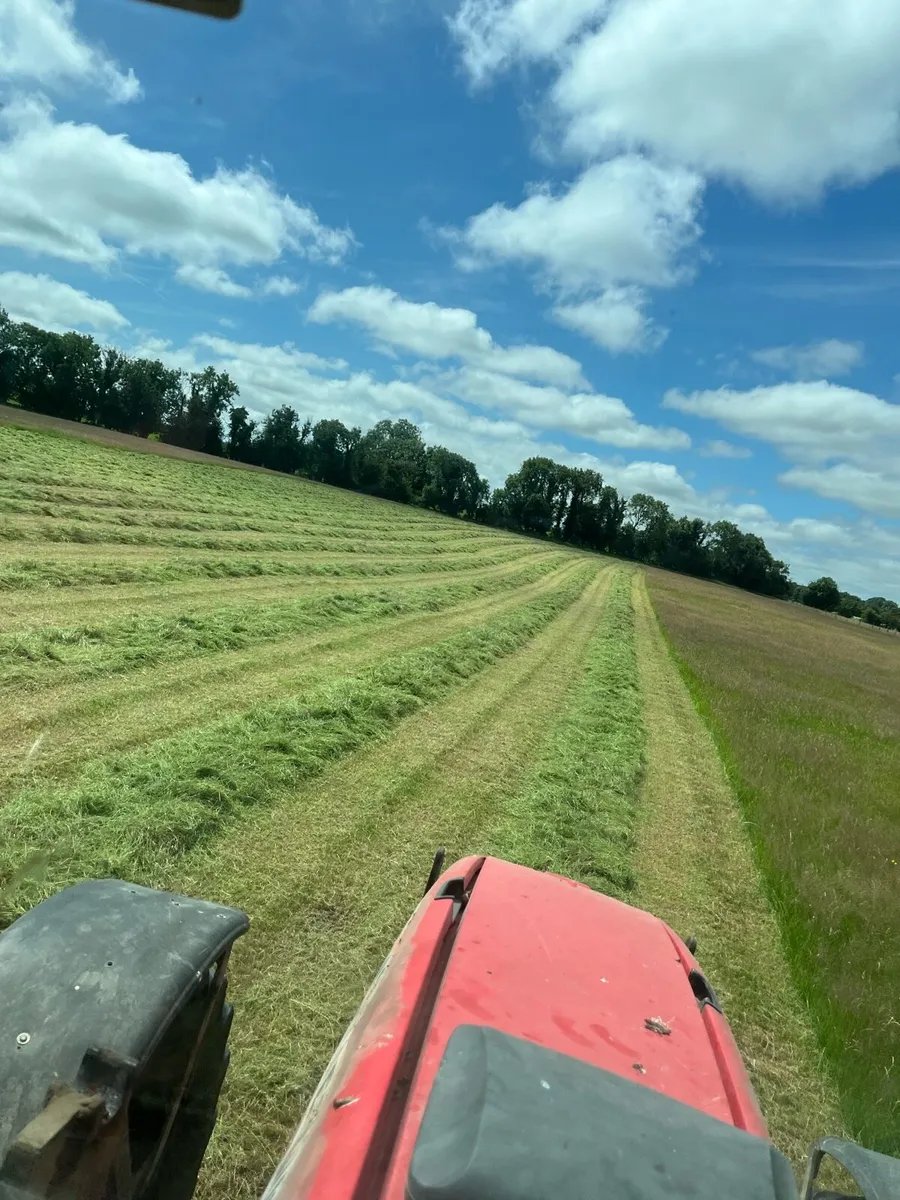 Horse/sheep hay - Image 1