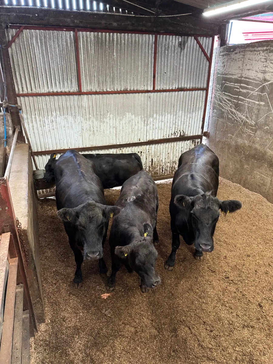 Pedigree Angus heifers and calves - Image 1