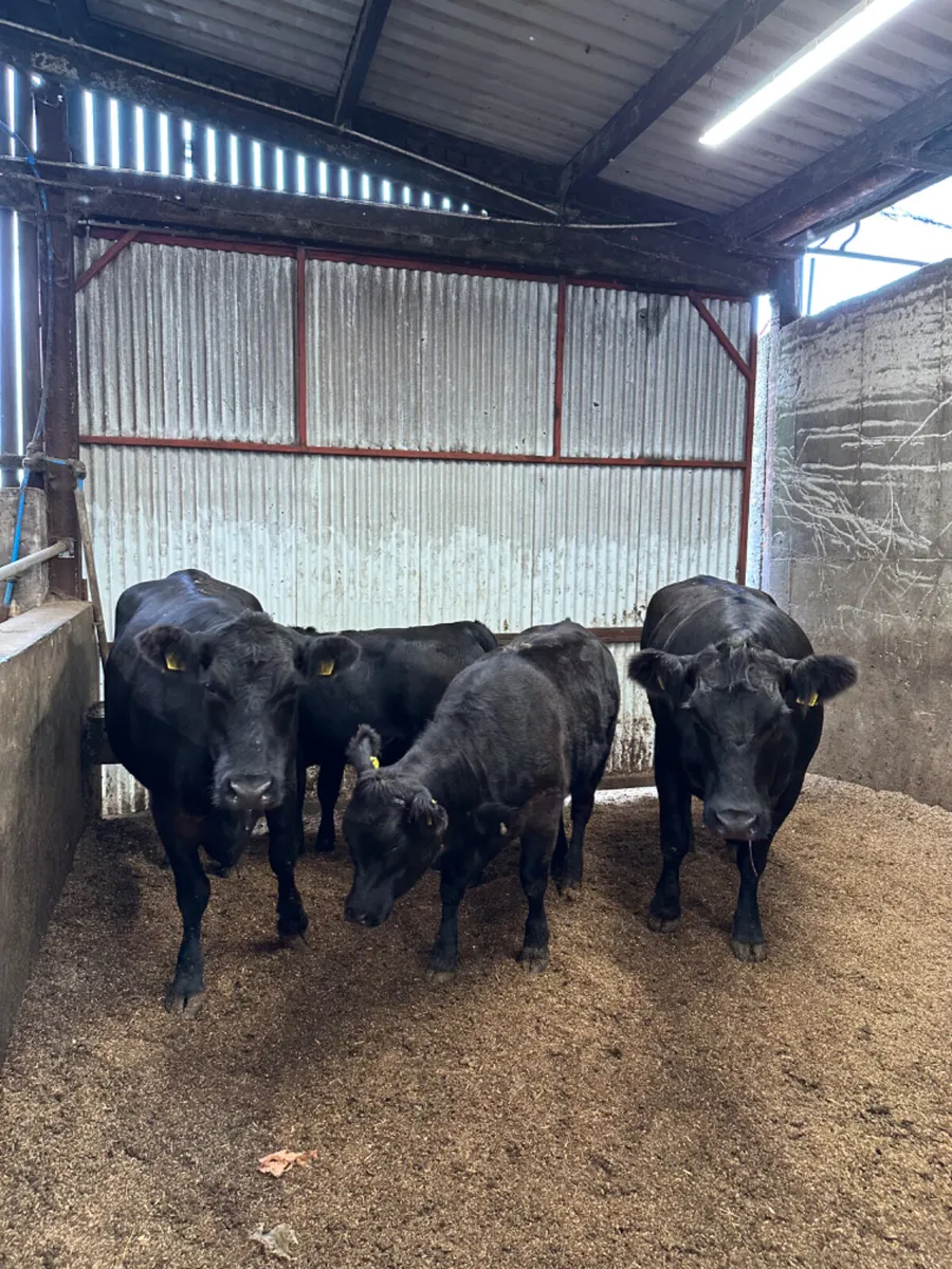 Pedigree Angus heifers and calves - Image 4