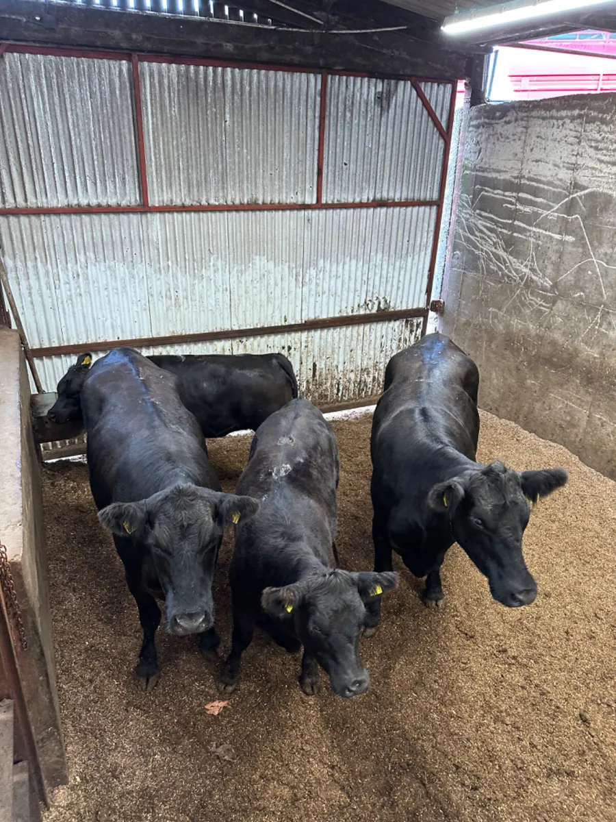 Pedigree Angus heifers and calves - Image 3