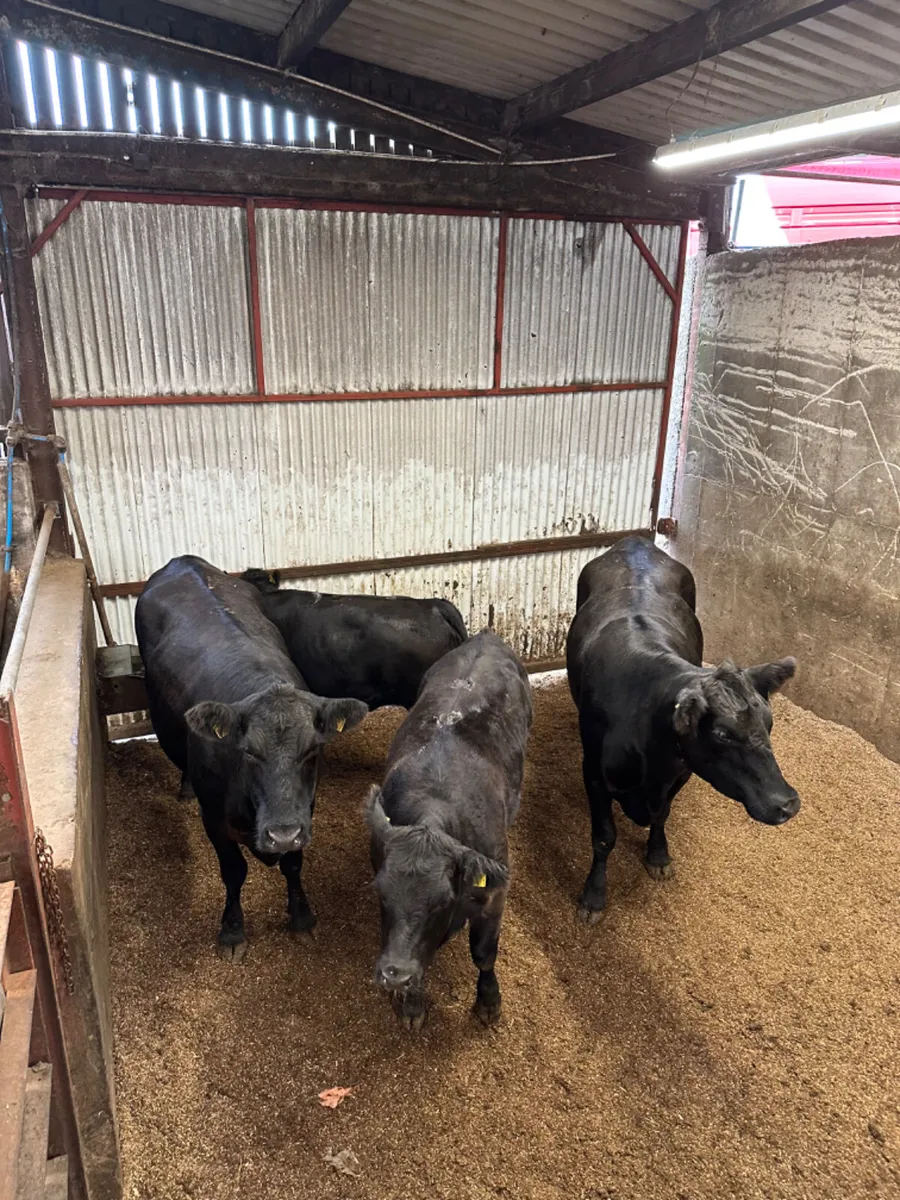 Pedigree Angus heifers and calves - Image 2