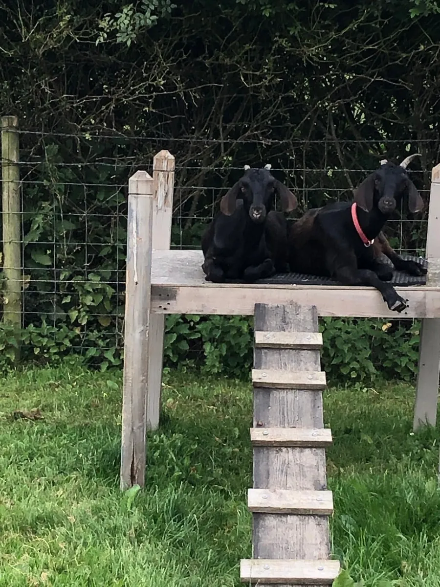 2 Black Female Nubians - Image 1