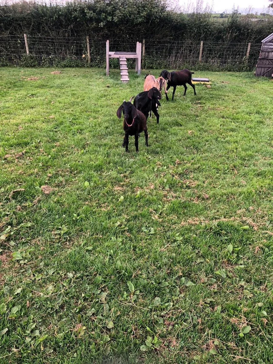 2 Black Female Nubians - Image 3