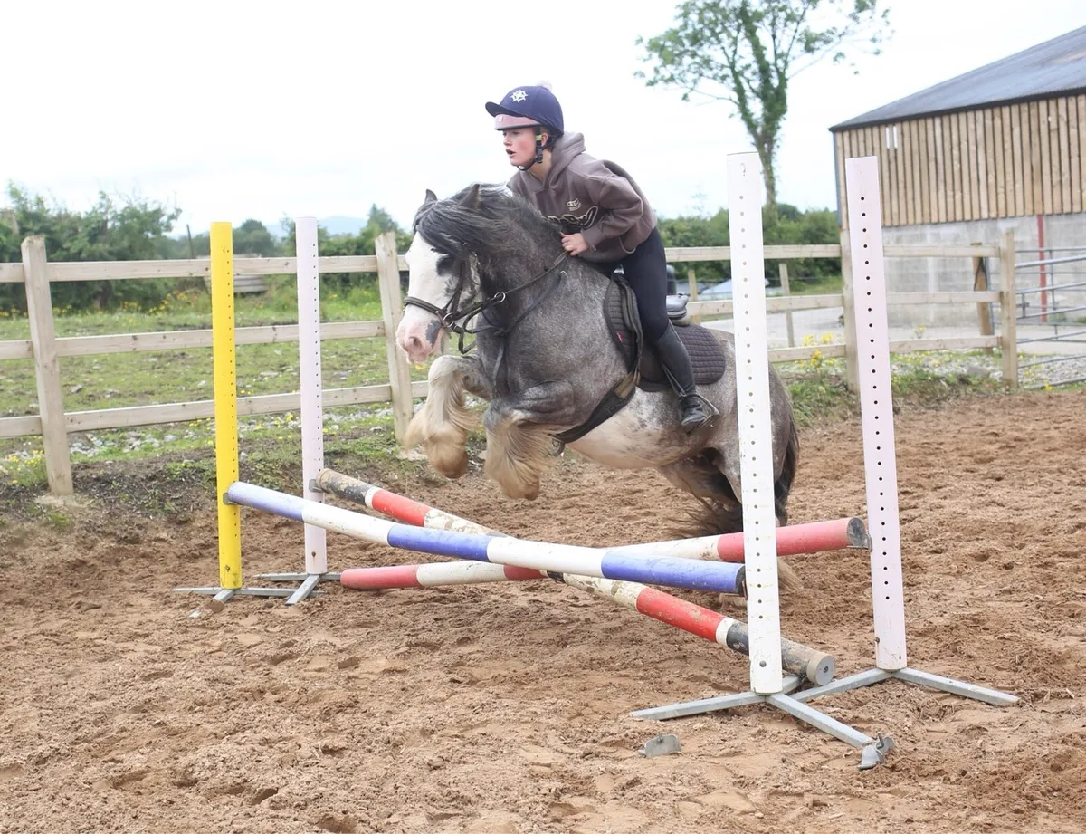13hh 9yo bombproof starter pony - Image 3