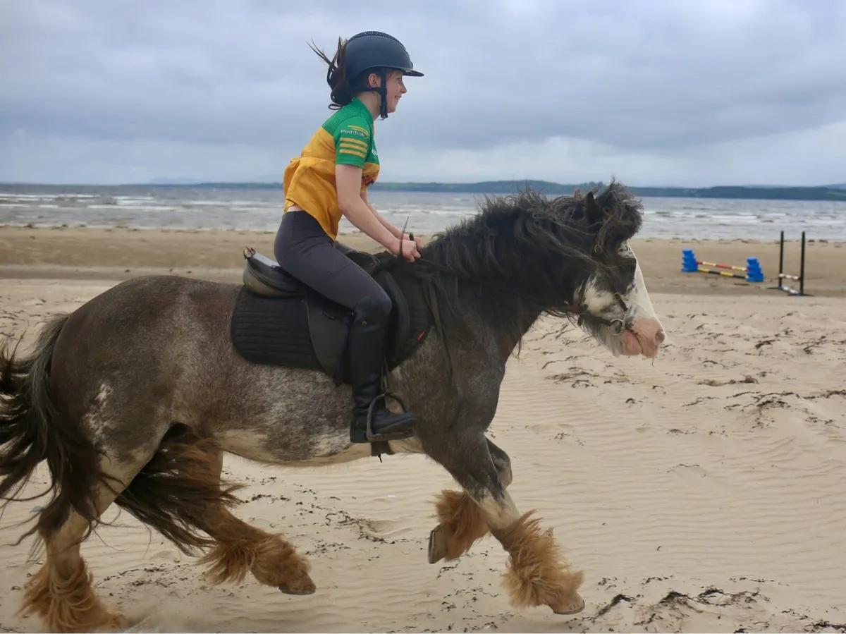 13hh 9yo bombproof starter pony - Image 4
