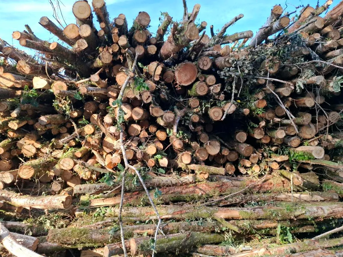 Oak Timber - Image 1