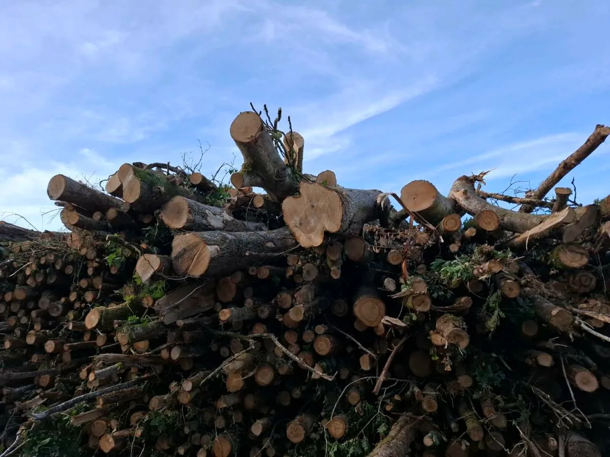 Oak Timber - Image 2