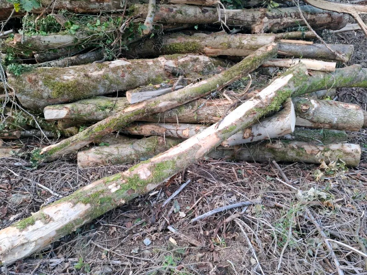 Oak Timber - Image 3