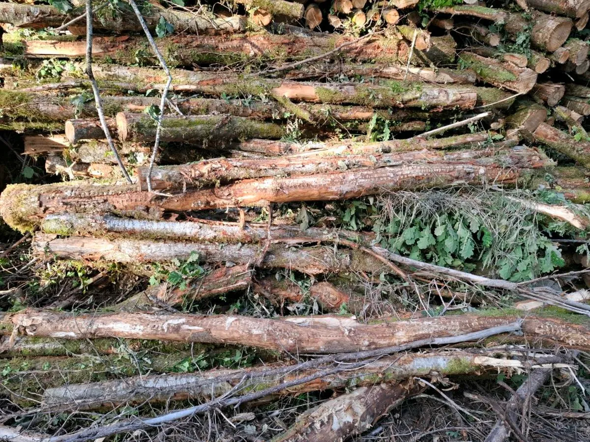 Oak Timber - Image 4