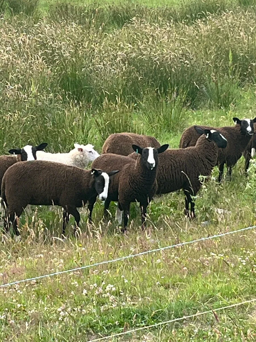Zwartble lambs - Image 2