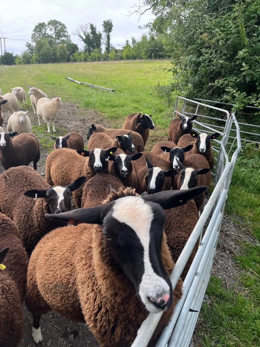 Zwartble lambs - Image 3