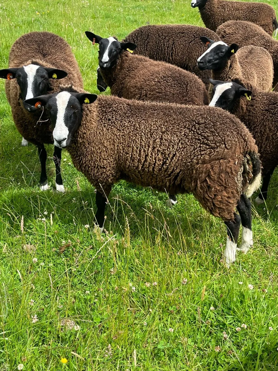 Zwartble lambs - Image 4