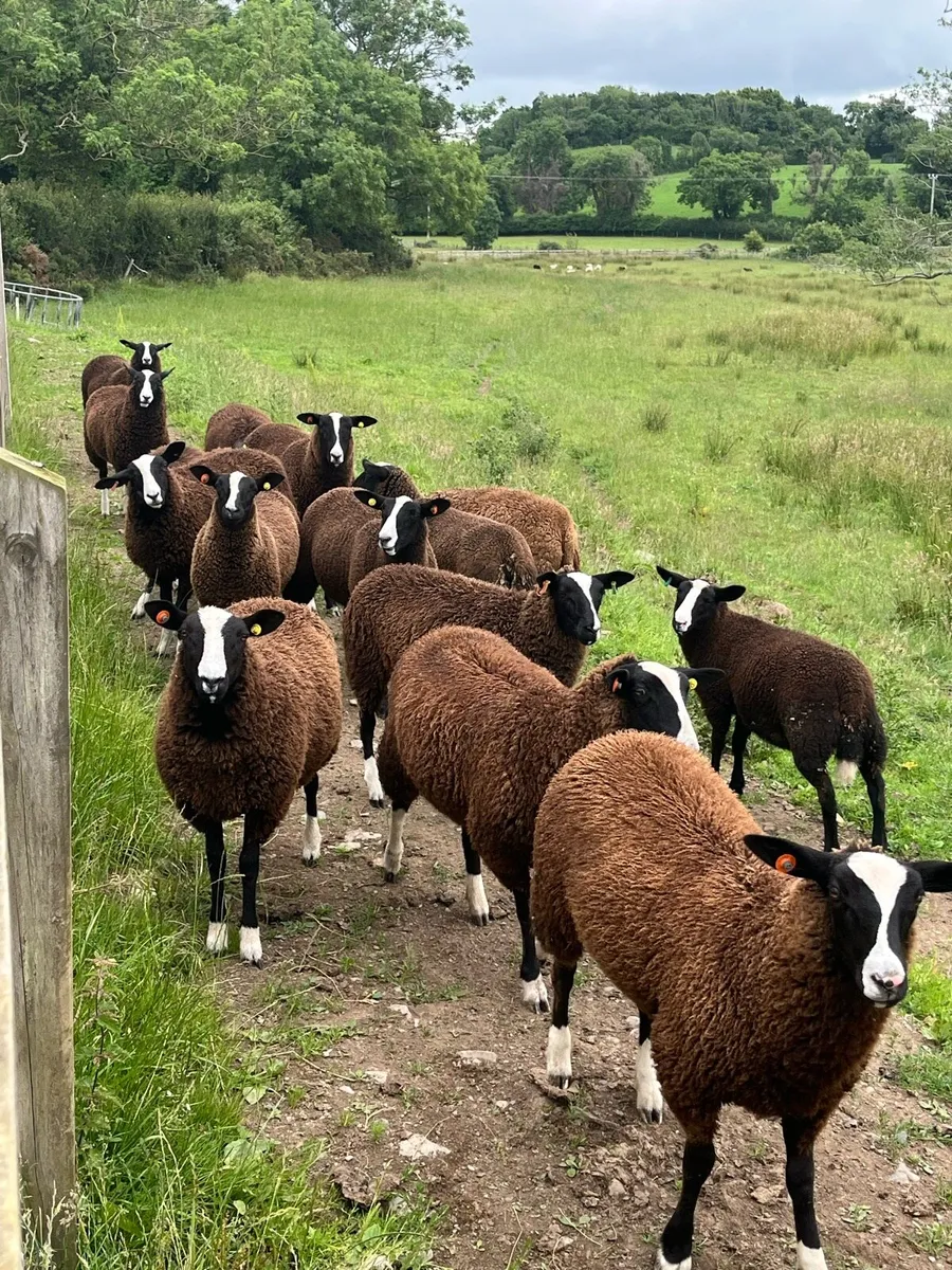 Zwartble lambs - Image 1