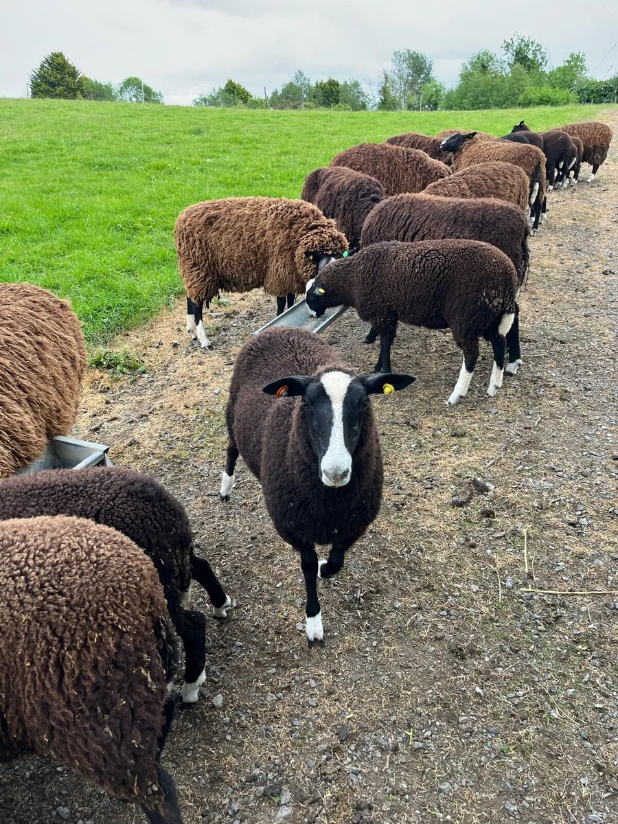 Zwartble lambs - Image 1
