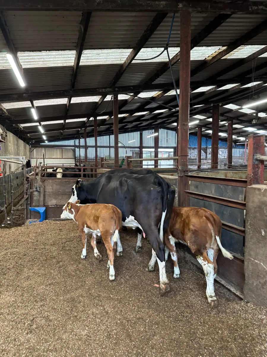 Hereford heifers and calves - Image 4