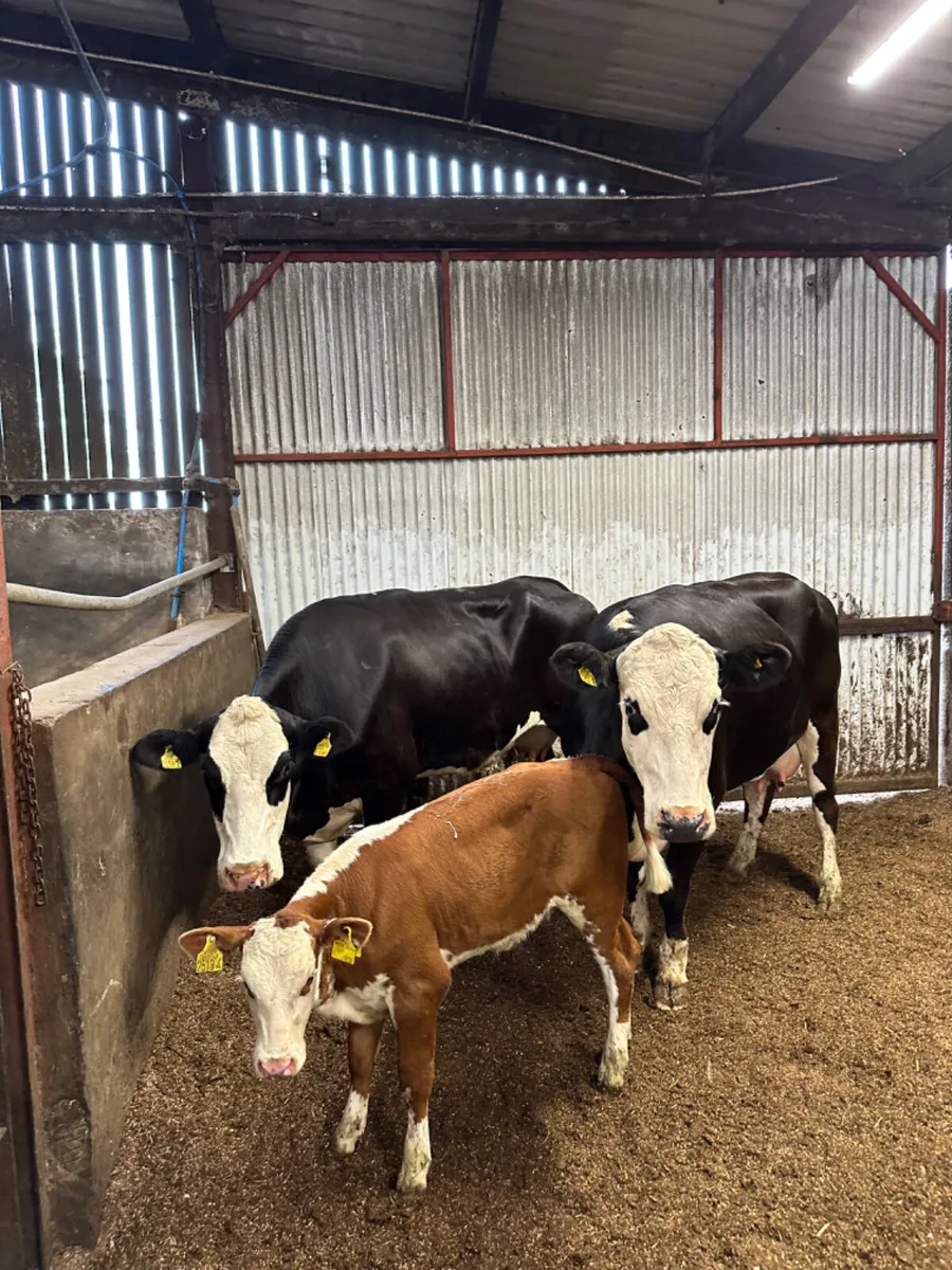 Hereford heifers and calves - Image 2
