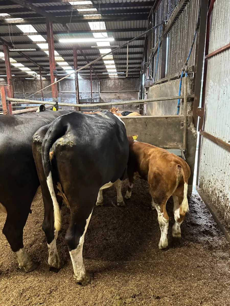 Hereford heifers and calves - Image 3