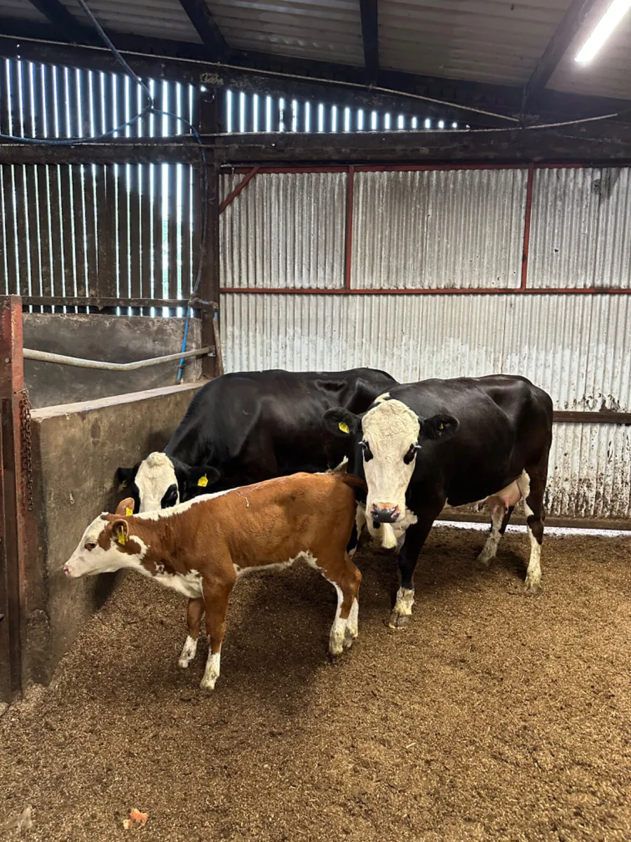 Hereford heifers and calves - Image 1