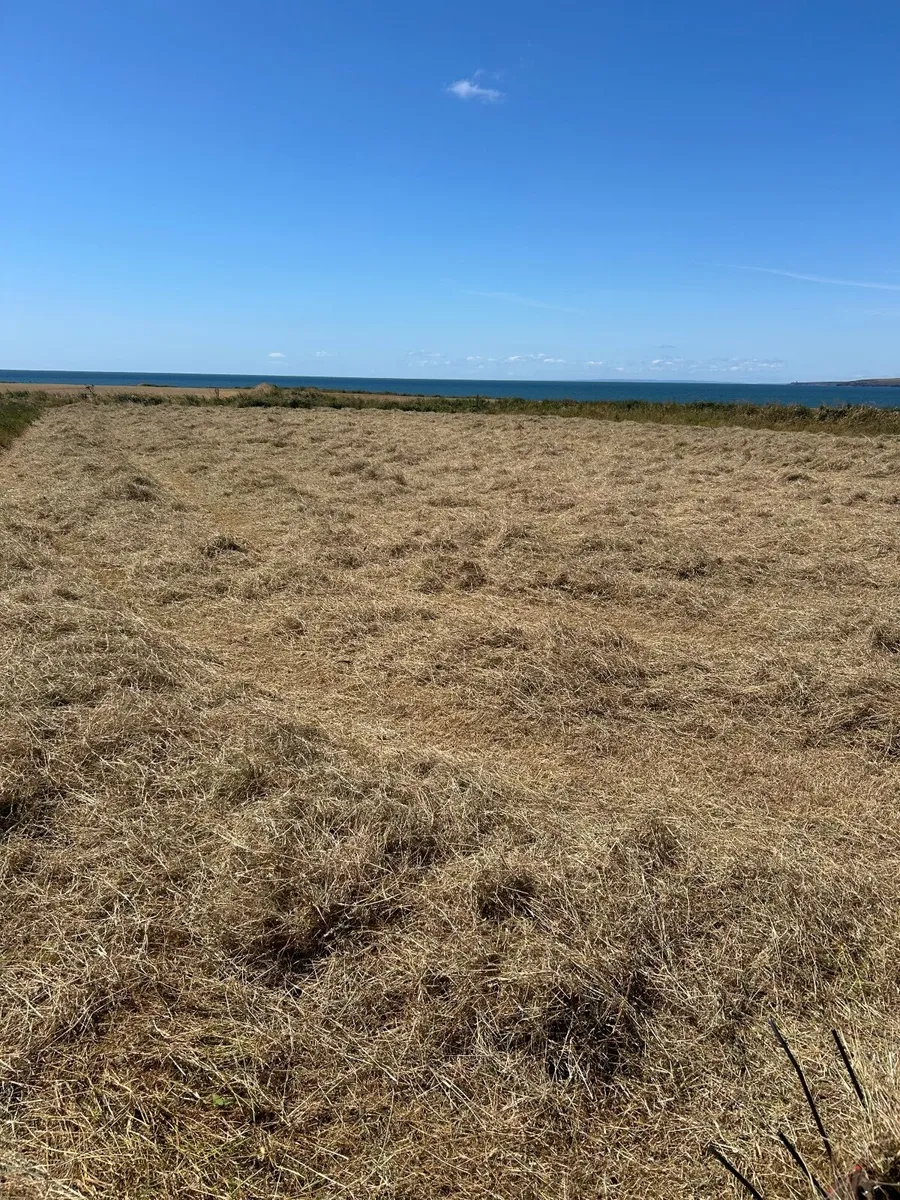 70 Bales of Hay - Image 2