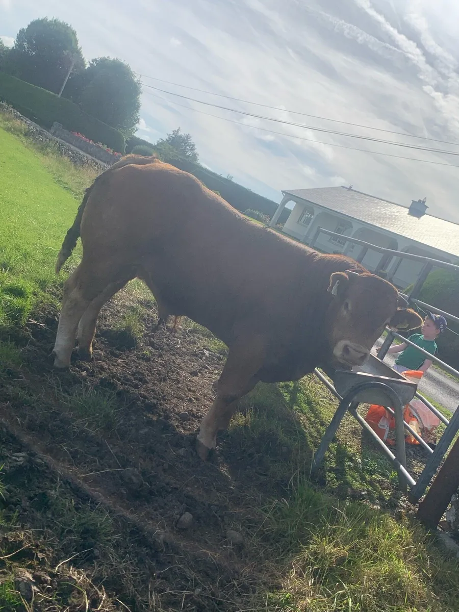 PBR loyal bull - Image 1