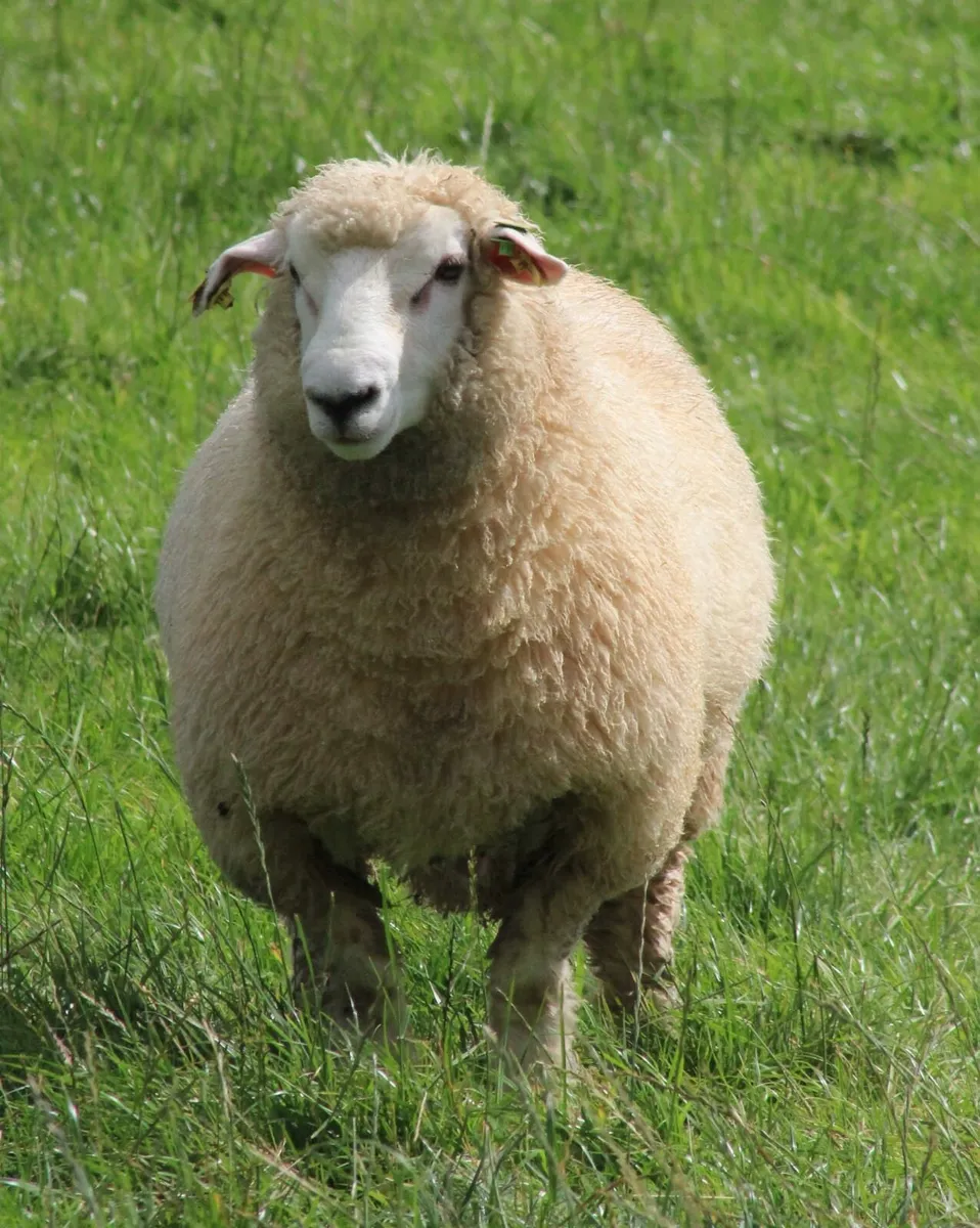 GALWAY EWE LAMBS - Image 1