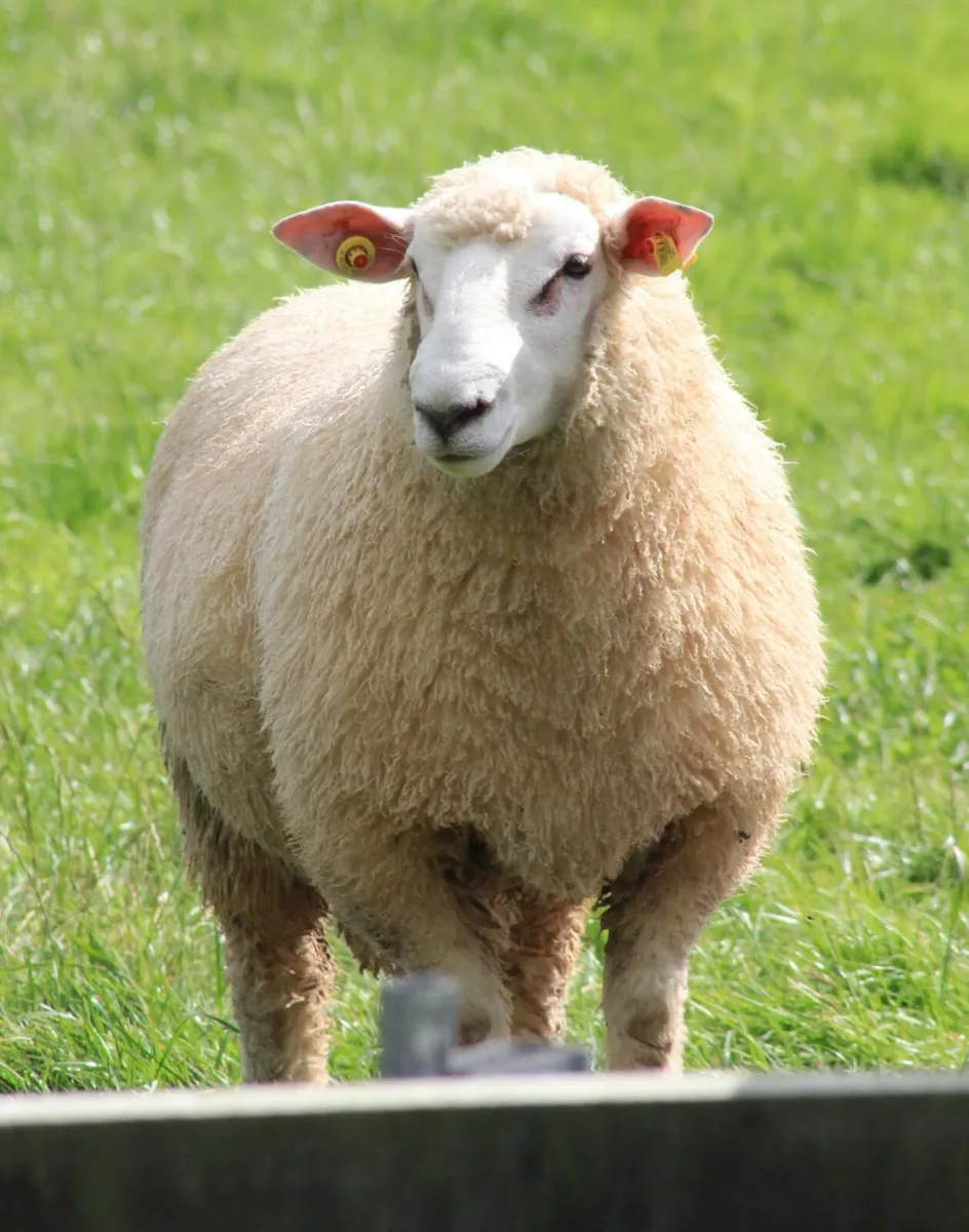 GALWAY EWE LAMBS - Image 2