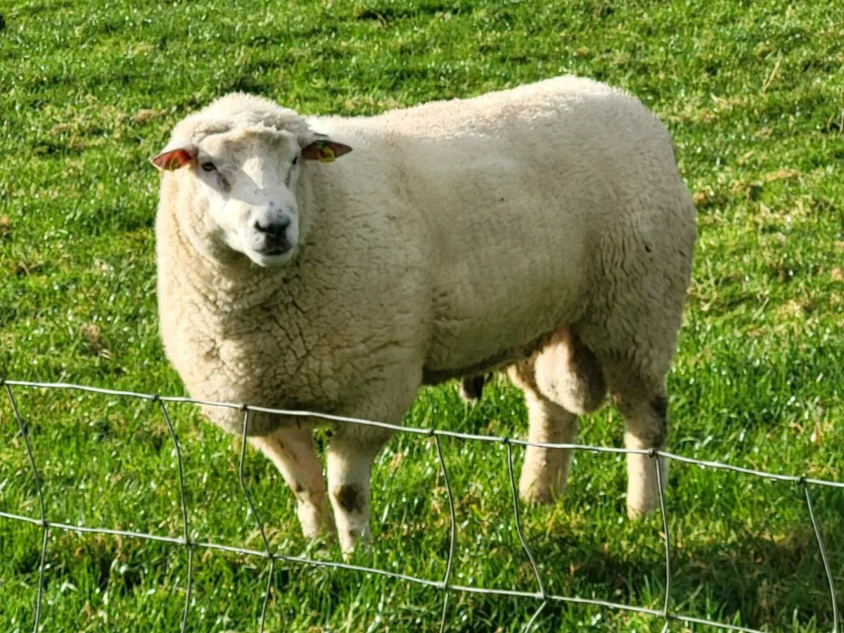 GALWAY EWE LAMBS - Image 3