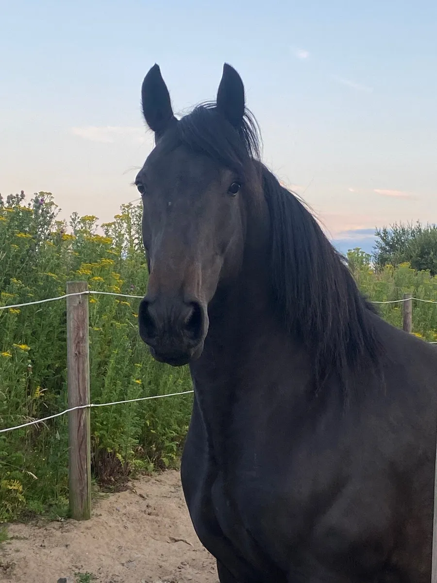 15.2 mare - Image 1