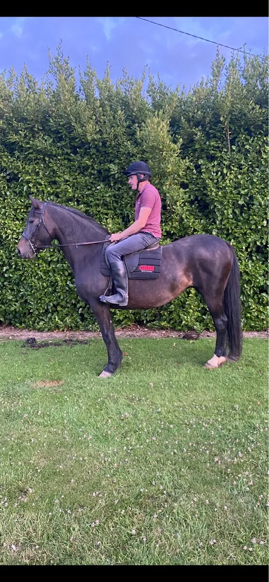 15.2 mare - Image 2